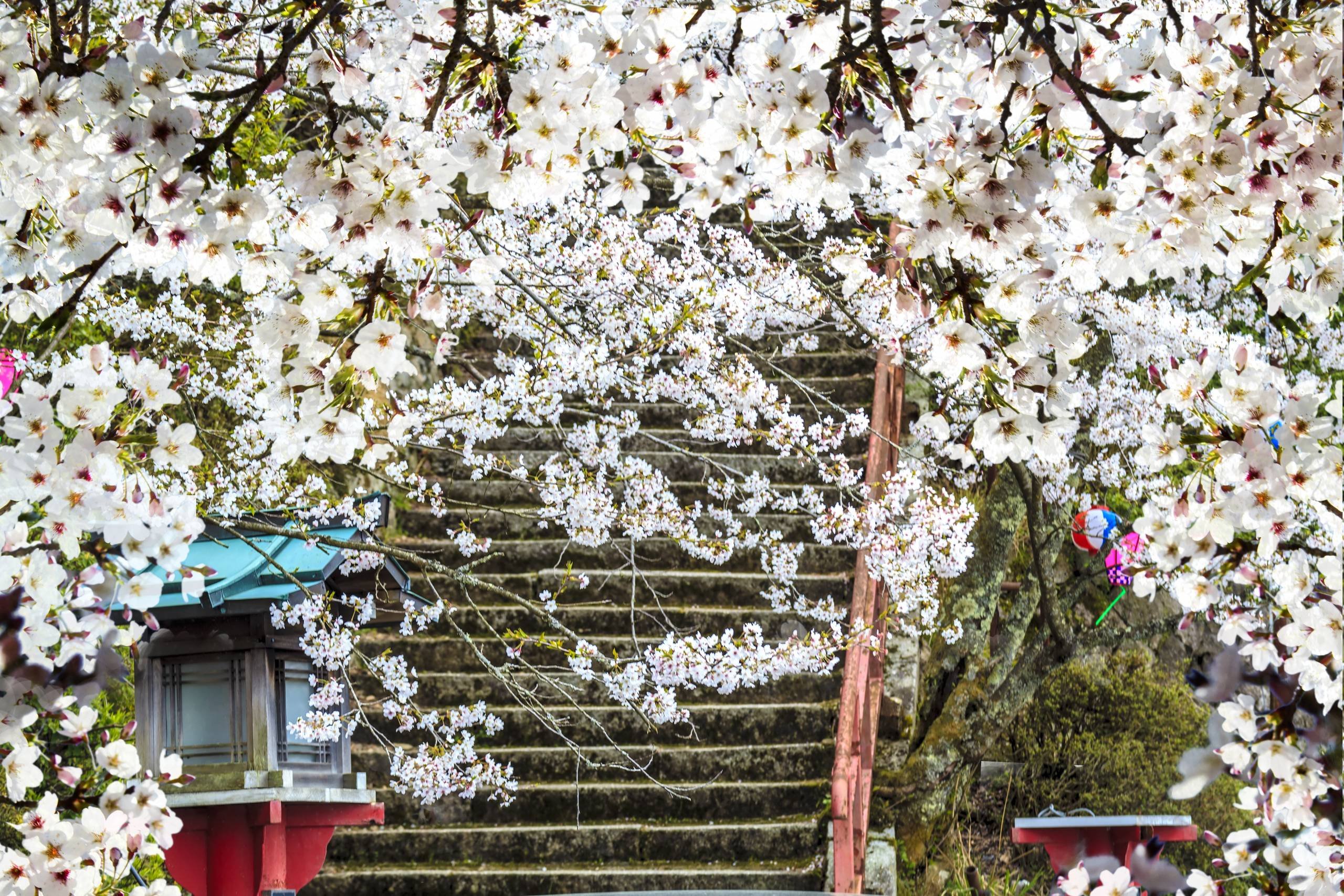🌳 오카치마치 공원(오카치마치 코엔) 이미지 9